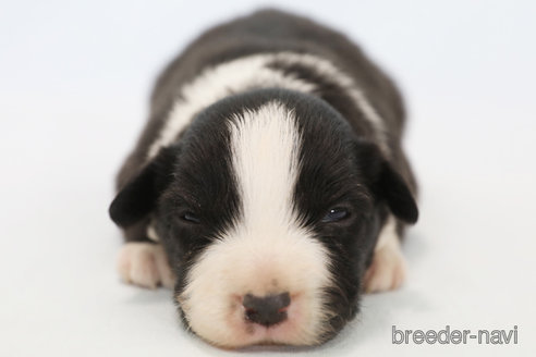 成約済の神奈川県のボーダーコリー-369086の3枚目